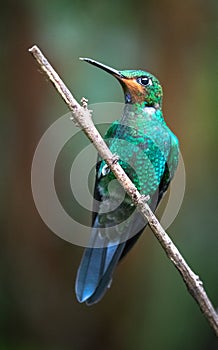 Green-crowned brilliant Heliodoxa jacula, juvenile male