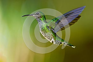 Green-crowned Brilliant - Heliodoxa jacula large, robust hummingbird that is a resident breeder in the highlands from Costa Rica