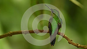 Green-crowned Brilliant - Heliodoxa jacula large, robust hummingbird that is a resident breeder in the highlands from Costa Rica t