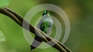 Green-crowned Brilliant - Heliodoxa jacula large, robust hummingbird that is a resident breeder in the highlands from Costa Rica t