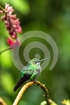 Green-crowned Brilliant Heliodoxa jacula sitting on branch, mountain tropical forest, Waterfalls garden, Costa Rica, bird perching