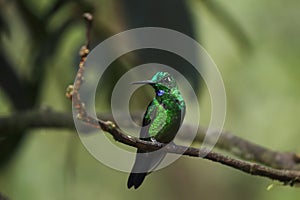 Green-crowned brilliant (Heliodoxa jacula) sitting on the branch in the tropical rainforest.