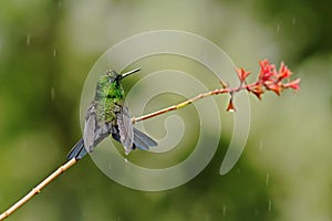 Green-crowned brilliant, Heliodoxa jacula sitting on leave, bird from mountain tropical forest, Panama, bird perching on branch