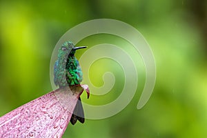 Green-crowned brilliant, Heliodoxa jacula sitting on leave, bird from mountain tropical forest, Panama, bird perching on leave