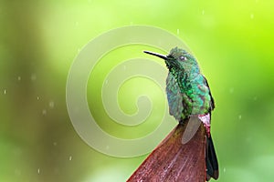 Green-crowned brilliant, Heliodoxa jacula sitting on leave, bird from mountain tropical forest, Panama, bird perching on leave