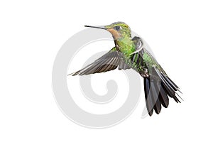 Green-crowned Brilliant hovering