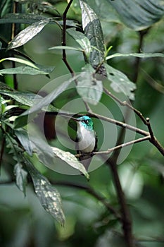 Green-crowned brilliant hummingbird