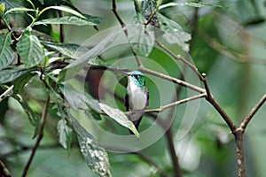 Green-crowned brilliant hummingbird