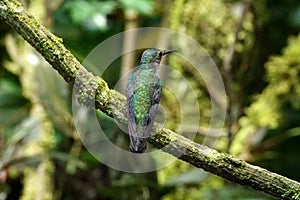 Green-crowned brilliant hummingbird