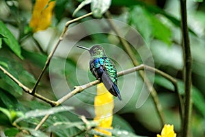 Green-crowned brilliant hummingbird