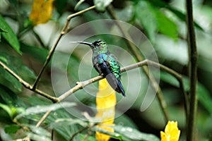 Green-crowned brilliant hummingbird