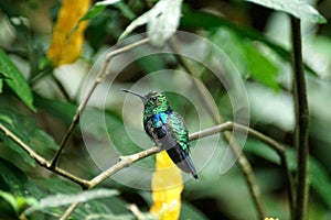Green-crowned brilliant hummingbird