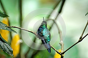 Green-crowned brilliant hummingbird