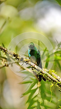 Green-crowned brilliant hummingbird