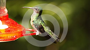 Green-crowned brilliant hummingbird