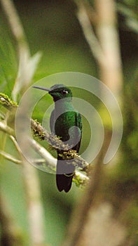 Green-crowned Brilliant hummingbird