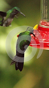 Green-crowned Brilliant hummingbird