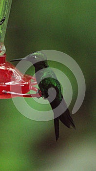 Green-crowned Brilliant hummingbird