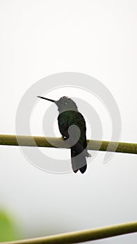 Green-crowned Brilliant hummingbird