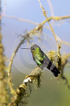 Green-crowned Brilliant Hummingbird  837406