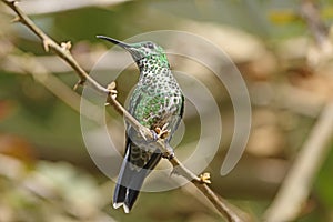 A Green Crowned Brilliant Hummingbird