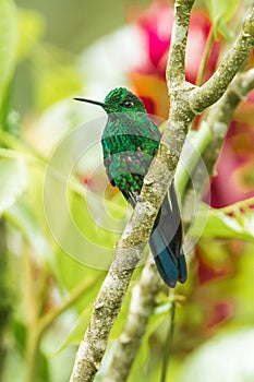 Green Crowned Brilliant Hummingbird