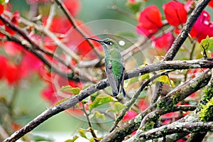 Green-crowned Brilliant hummingbird in a bougainvillea bush