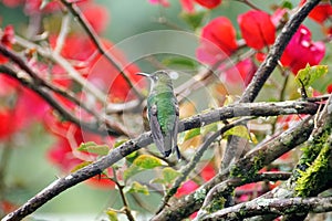 Green-crowned Brilliant hummingbird in a bougainvillea bush