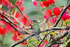 Green-crowned Brilliant hummingbird in a bougainvillea bush