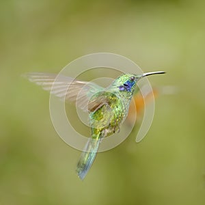 Green-crowned Brilliant Hummingbird, Costa Rica