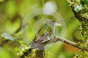 Green-crowned Brilliant Hummingbird, Costa Rica