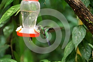 Green-crowned Brilliant hummingbird in flight