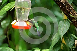 Green-crowned Brilliant hummingbird in flight