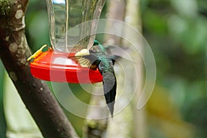 Green-crowned Brilliant hummingbird in flight