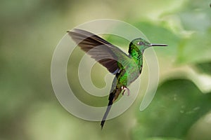 Green-crowned Brilliant hummingbird