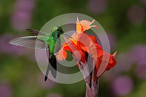 Green-crowned Brilliant Hummingbird flying next to beautiful orange flower with ping flowers in the background
