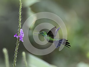 Green-crowned Brilliant Hummingbird, Heliodoxa jacula