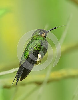 Green-crowned Brilliant Hummingbird, Juvenile, Heliodoxa jacula