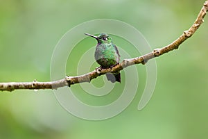 Green-Crowned Brilliant Hummingbird, Male photo
