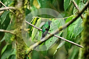 Green-crowned Brilliant hummingbird with pollen on its head