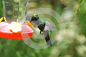 Green-crowned Brilliant hummingbird with pollen on its head