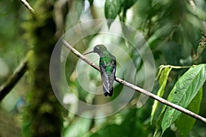 Green-crowned Brilliant hummingbird with pollen on its head