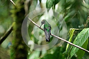 Green-crowned Brilliant hummingbird with pollen on its head