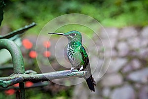 Green-crowned brilliant hummingbird sitting