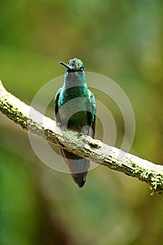 Green-crowned Brilliant hummingbird on a stick