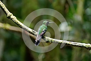 Green-crowned Brilliant hummingbird on a stick