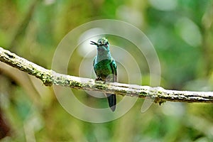 Green-crowned Brilliant hummingbird on a stick