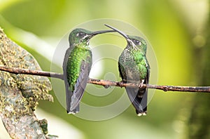 Green-crowned Brilliant hummingbirds Heliodoxa jacula perching on branch,Ecuador