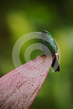 Green-crowned brilliant sitting on the leave, Costa Rica