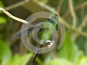 Green-crowned Violetear Hummingbird